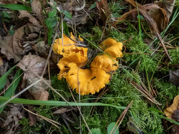 森林里长满了泥土和苔藓的金黄色大香菇的特写镜头 — 图库照片