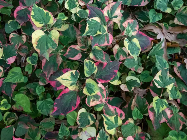 Chameleon Plant Houttuynia Cordata Variegata Green Leaves Beautifully Variegated Shades — Stock Photo, Image