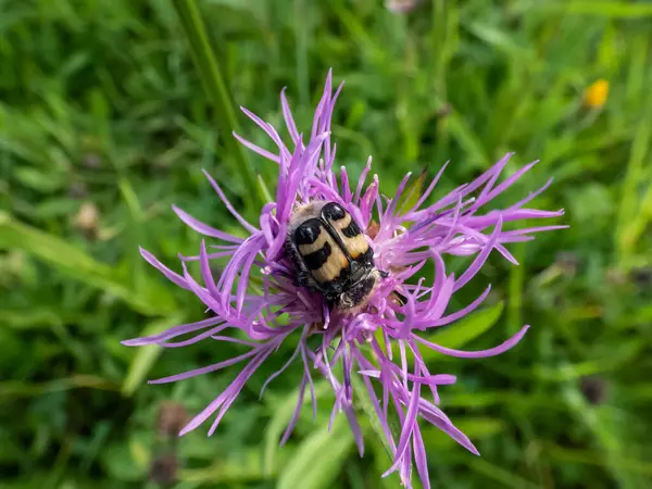 Schöne Nahaufnahme Des Eurasischen Bienenkäfers Trichius Fasciatus Einer Lila Blüte — Stockfoto
