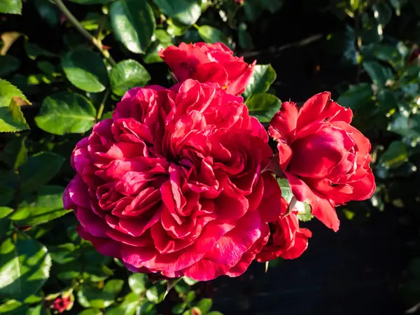Floribunda Francesa Rosa Red Leonardo Vinci Floração Com Flores Vermelhas — Fotografia de Stock