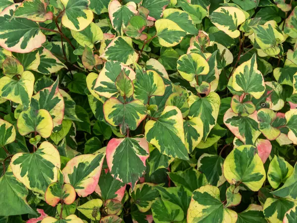 Φυτό Χαμαιλέοντα Houttuynia Cordata Variegata Αρωματικά Πράσινα Φύλλα Όμορφα Διαφοροποιημένα — Φωτογραφία Αρχείου