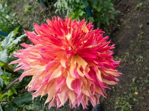 Dahlia Myrtle Folly Fleurit Avec Des Fleurs Colorées Avec Son — Photo