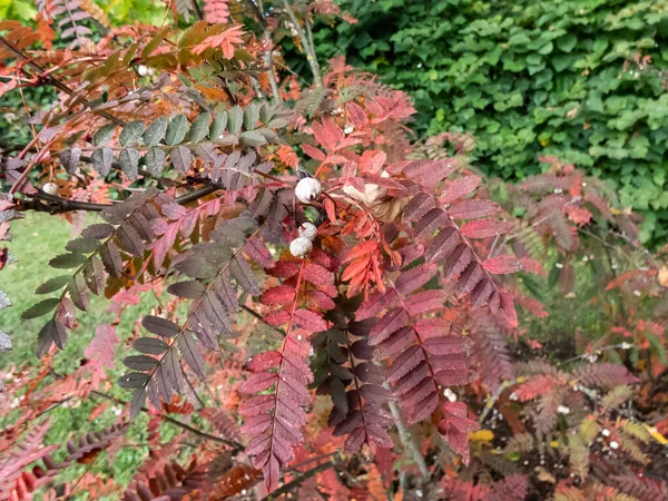 Koehne dağ külleri (Sorbus koehneana) yapraklarını sarıya çevirir ve sonbaharda parlak kırmızı ve beyaz meyveler verir.