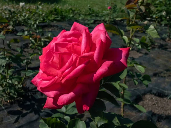 Szczelnie Ujęcie Róży Mainauduft Kwitnącej Podwójnymi Ciemnoróżowymi Kwiatami Rosnącej Latem — Zdjęcie stockowe