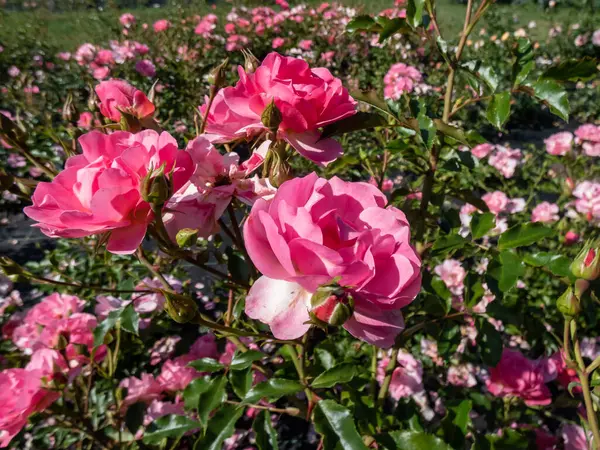 Primer Plano Rosa Maxi Vita Floreciendo Con Hermosas Flores Color —  Fotos de Stock