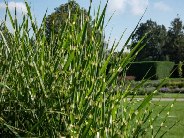 Porcupine Grass (Miscanthus sinensis) 'Strictus' - distinctive, ornamental grass with variegated foliage displaying unusual, horizontal, soft yellow rings along leaves