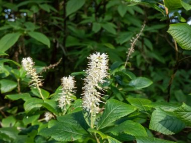 Dağ biberi çalısı (Clethra acuminata) yaz sonlarında parkta çan biçimli beyaz çiçek ırklarıyla çiçek açar.