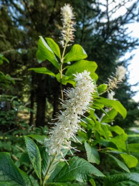 Dağ biberi çalısı (Clethra acuminata) yaz sonlarında parkta çan biçimli beyaz çiçek ırklarıyla çiçek açar.