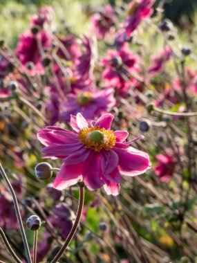 Japon şakayığının (Anemone hybrida) yakından çekimi. Pamina, bahçede büyük, çift, koyu pembe, fincan şeklinde çiçeklerle çiçek açıyor.