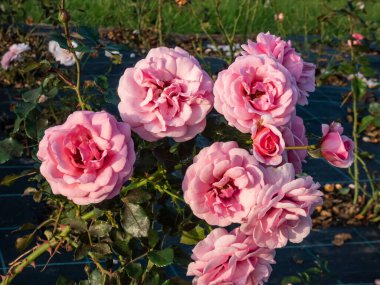 Gül 'Pers Gizemi' nin yakın plan çekimi. Koyu esmer pembe çiçekler. Yazın parkta geleneksel bir melez çayı şeklinde açılır.