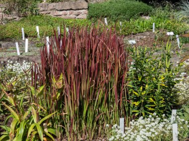 Bir Japon kan çimi tarlası (Imperata silindiri) 'Kızıl Baron' bahçedeki süs bitkisi olarak yetişen kırmızı ve yeşil yapraklı
