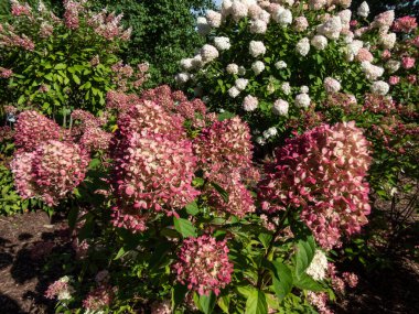 Ortanca paniklemesi 'Küçük kireç' - güz mevsiminde kızarık pembeyle bol bol paniğe kapılmış küçük çalılar.