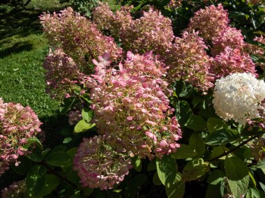 Kompakt, çalısı, yaprak döken çalılık Panik Ortanca (Hydrangea paniklemesi) 'Bobo' büyük, yuvarlak, pembe çiçek başları ile sifonu çekilmiş konik beyaz