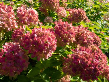 Panik Ortanca (Hydrangea paniklemesi) 'Bomba', sonbaharın sonlarında parktaki parlak güneş ışığında pembe çiçeklerle çiçek açıyor.