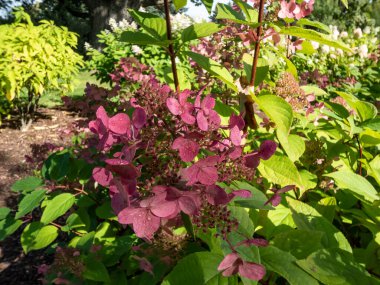 Orta büyüklükte panikleyen çalılar (Hydrangea paniculata) 'Wim' in Kırmızısı 'yaz sonlarında pembeye dönen kaymak gibi beyaz çiçek başlarıyla