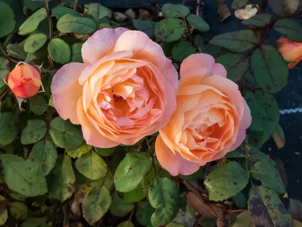 Gros Plan Sur Arbuste Buissonnant Dressé Rose Anglaise Lady Emma — Photo