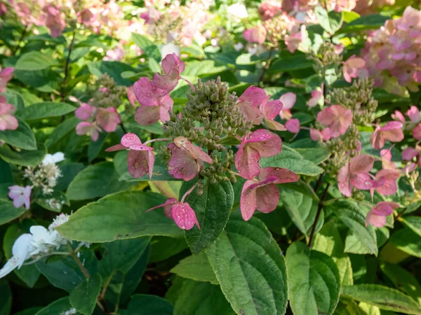 Panik Ortanca (Hydrangea paniklemesi) 'Bomba', sonbaharın sonlarında parktaki parlak güneş ışığında pembe çiçeklerle çiçek açıyor.