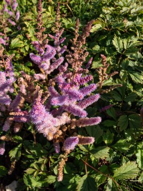 Yakın plan Dwarf Çin Astilbe (Astilbe chinensis) 'Pumila' çiçek açan tüylü, leylak pembesi, dikleşen çiçek tüyleri sonbaharın başlarında bahçede