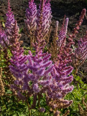 Yakın çekim Dwarf Çinli Astilbe (Astilbe chinensis) 'Purpurlanze' çiçekleri yoğun, zarif sonbahar başları tüyleri içinde tutulan mor çiçekler