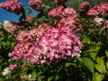 Paniğe kapılmış ortanca (Hydrangea paniculata) 'Vanille Fraise' (Renhy), sonbaharda kabarık, gevşek, piramit şeklinde pembe çiçek paniklemesiyle çiçek açıyor