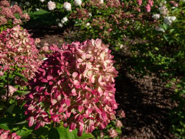 Ortanca paniklemesi 'Küçük kireç' - güz mevsiminde kızarık pembeyle bol bol paniğe kapılmış küçük çalılar.