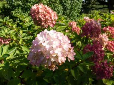 Panik Ortanca (Hydrangea paniklemesi) 'Bomba', sonbaharın sonlarında parktaki parlak güneş ışığında pembe çiçeklerle çiçek açıyor.