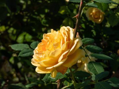 Gül 'Altın Kutlama' - en büyük çiçekli İngiliz güllerinden biri, parkta büyüyen ve açan dev fincanlar şeklinde zengin sarı çiçekler taşıyor.