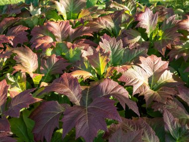 Rodgersia podophylla 'Rotlaub' Çekici büyük tırtıklı oval palmat yaprakları Yazın parlak güneş ışığında bakır-bronz ortaya çıkar