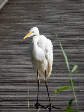 Büyük ya da yaygın balıkçıl (Ardea alba) saf beyaz tüylü, uzun boyunlu ve sarı gagalı açık havada bir gölde tahta bir platformda duruyor.