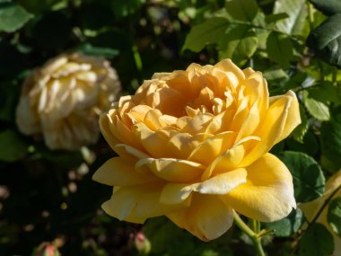 Gül 'Altın Kutlama' - en büyük çiçekli İngiliz güllerinden biri, parkta büyüyen ve açan dev fincanlar şeklinde zengin sarı çiçekler taşıyor.