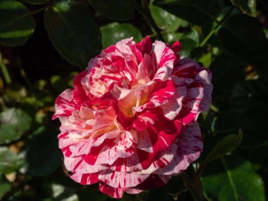 Floribunda bahçesi gül 'Abrakadabra' çiçek zengin çizgili ışık ve beyaz ve güçlü sarılar ile yaz mevsiminde parkta kırmızı ve mor çizgiler ve lekeler