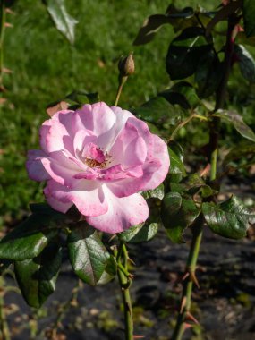 Tırmanan gül 'Handel' in yakından çekimini yazın bir parkta yaprak yapraklarında pembe ve kırmızı işaretli yarı-çifte, gümüşi-beyaz çiçeklerle birlikte.