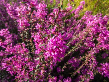 Asa 'nın (Lythrum virgatum) yakın plan görüntüsü.' Dropmore mor çiçekleri yaz sonbahardan sonbahara kadar açık çiçek dalları ile çiçek açıyor.