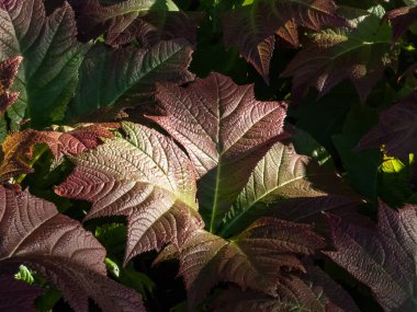 Rodgersia podophylla 'Rotlaub' Çekici büyük tırtıklı oval palmat yaprakları Yazın parlak güneş ışığında bakır-bronz ortaya çıkar