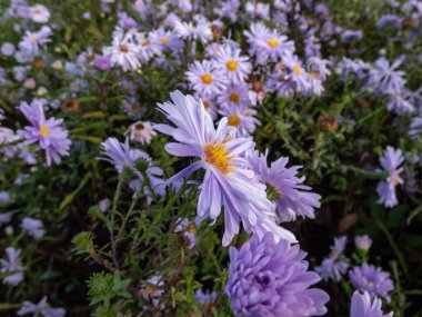 Büyük, pudra gibi mavi papatya çiçekleri ile sarı gözlü Michaelmas papatya veya New York Aster (Aster novi-belgii veya Symphyotrichum novi-belgii) 'Bolluk'