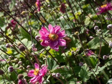 Japon Anemone veya yel çiçeğinin (Anemone hybrida) altın sarısı çeşitliliğine sahip büyük, yarı çift kat pembe çiçekleri yakından çek. 'Pamina' yazın
