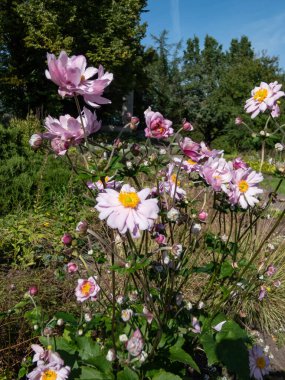 Güzel ve çekici, açık pembe çiçekler dar taç yaprakları ve Anemone 'Montrose' un sarı merkezleri yaz ve sonbaharda çiçek açıyor.