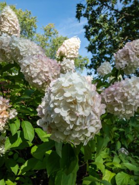 Ortanca paniklemiş 'Kutup Ayısı' yaz sonlarında yoğun, parlak beyaz çiçek başları ile. Sonbaharda çiçekler pembeye dönüşür.
