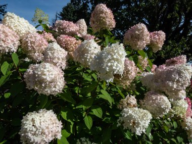 Ortanca paniklemiş 'Fantom' sık konik çiçeklerle çiçek açmış, yaz ortasında bir parkta limon yeşili sifonla kremalı beyazı açmış.
