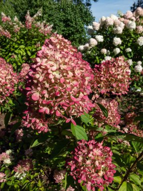 Ortanca paniklemesi 'Küçük kireç' - güz mevsiminde kızarık pembeyle bol bol paniğe kapılmış küçük çalılar.
