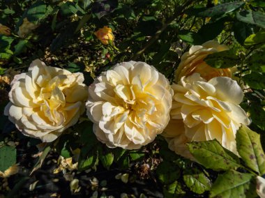 Açık sarı, turuncu gölgeli çalı gül 'Charlotte' (David Austin 'in yetiştirdiği), yazın parlak güneş ışığı altında küçük demetler halinde orta büyüklükte çiçeklerle çiçek açar.