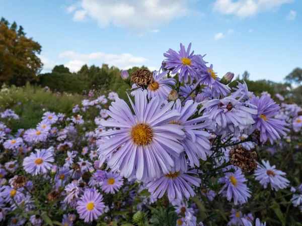 Group of large, powder puff blue daisy-like flowers with yellow eyes Michaelmas daisy or New York Aster (Aster novi-belgii or Symphyotrichum novi-belgii) \'Plenty\' blooming in early autumn