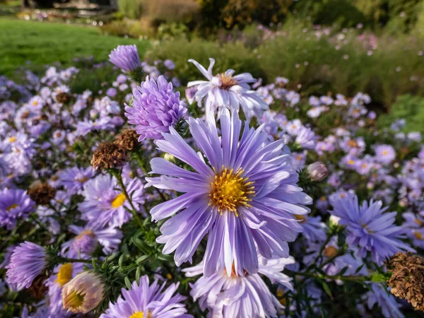 Group of large, powder puff blue daisy-like flowers with yellow eyes Michaelmas daisy or New York Aster (Aster novi-belgii or Symphyotrichum novi-belgii) \'Plenty\' blooming in early autumn