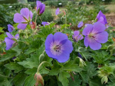 Geranium 'Gerwat' ın sonbaharda bahçede mor çiçeklerle açtığı yakın çekim.