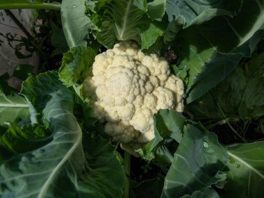 Bir karnabahar (Brassica oleracea) yakın çekim yazın bahçede büyüyen olgun, beyaz kafa ile