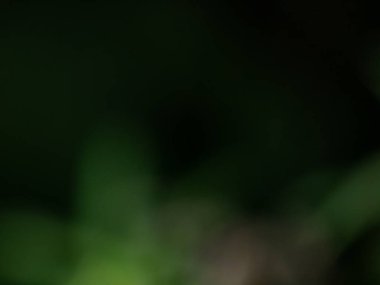 Siyah ve yeşil bokeh etkisi ve kasten yeşil yaprakların arasından geçen ışığı bulanık görme. Karanlık, karamsar, bulanık arkaplan ve fotografik bokeh etkisi