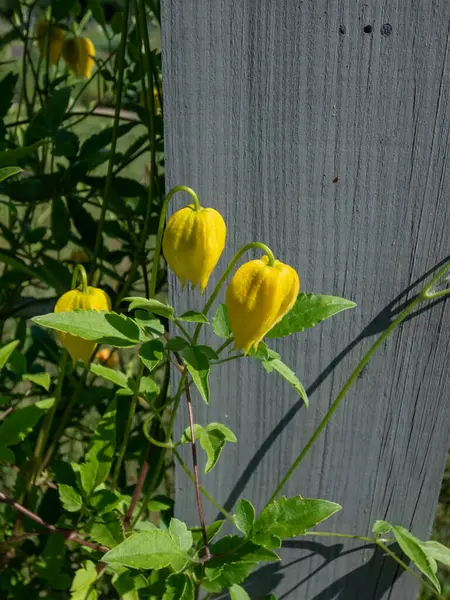 Altın Clematis tangutisinin (Clematis tangutica), yazın bahçede sarı çiçeklerle açtığı yakın plan çekimi.