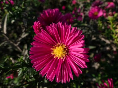 Michaelmas papatyasını yakından çek (Aster dumosus) 'Jenny' mor-kırmızı, yarı-çift papatya benzeri çiçekle çiçek açıyor