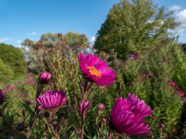 New England Aster çeşidinin (Aster novae-angliae) yakın plan çekimi. 'Andenken an Paul Gerber', koyu mor-pembe çiçeklerle çiçek açıyor.