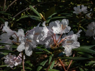 Katawba rhododendron (Rhododendron catawbiense) 'Soluk lavanta tomurcuklarıyla parktaki yeşil-sarı benekli beyaz çiçekler,' Albüm '